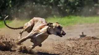 Always Losing Your Greyhound bets? This is the solution.