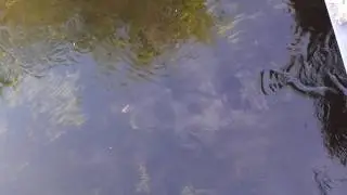 Lachs in der Treene gesichtet