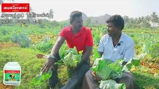 விவசாயிகளுக்கு லாபத்தை அள்ளித்தரும் காலிஃபிளவர்