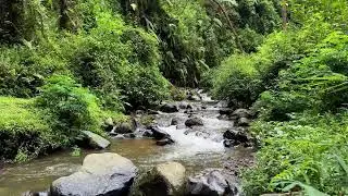 Relax to river sound around silent leafy river scenery protecting deeper deep sleep for healing