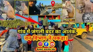  गाँव में जंगली बन्दर का आतंक,वन विभाग ने आकर पकड़ा!Gaaon me  Jungly Monkey Ka Aatank #kapilkuchhbhi 