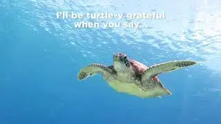 Turtley the Last Straw