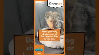 Make ThunderShirt one of your Dog Travel Essentials! #shorts #doganxiety