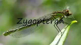How to Pronounce Zygopteran?