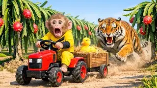 Monkey Drives Tractor to Harvest Dragon Fruit & Rescues Ducklings from a Fierce Tiger