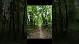 Hiking through Bald Mountain Rec Area #hiking #nature #alltrails #forest #michigan #outdoors