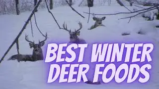 What are the Best Winter Deer Foods