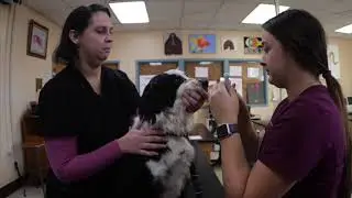 Veterinary Technology Program Overview