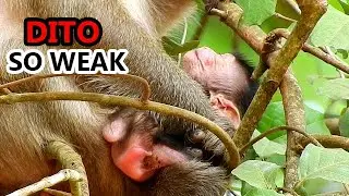 So worry newborn Dito look so weakness, no milk long time|Dito sleep too much waiting mom breastfeed