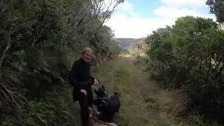 Catching wild goats by hand in New Zealand