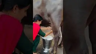 Randeep Malik dairy farm degree Haryanvi song #newsong #punjabisong #short #tranding