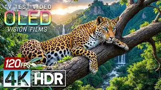 Most Breathtaking 4K HDR 60FPS🌿Dolby Vision (8K/4K Video TV)