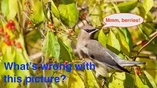 Want to be a nature photographer? Be a naturalist as well.