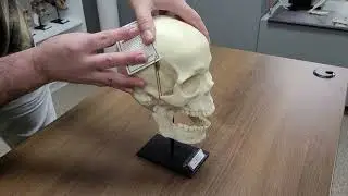 BC 107 Human Skull Stand Demo