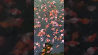 Koi Fish, Betta Fish, Aquarium, Gold Fish, Red Cap, Most Most Beautiful Animals#359
