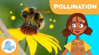 What is POLLINATION? 🐝 🌼 Pollination for Kids 🍓