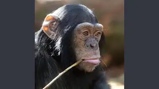 JUST A MONKEY WITH A PLAN