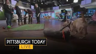 Meeting the local pups competing in the Puppy Bowl