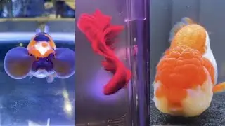 Cute and Funny Fish Compilation Video #1