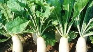 How to grow radish#viral#viralvideo#viralshortsfeeds  #viralshorts#viralfeed#shorts#shorts#shortfeed