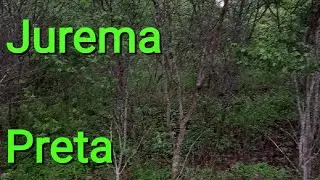 jurema preta
