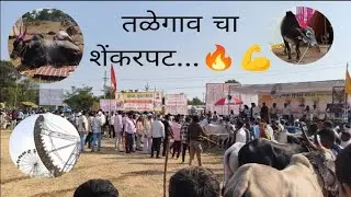 तळेगाव चा शेंकरपट.... 🔥💪#बैलगाडाशर्यत #yatra #talegaon #पट 