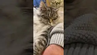 Siberian kitten cuddle time #shorts