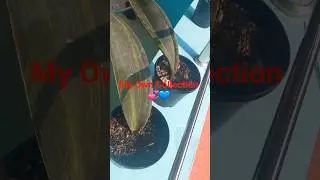 My Sansevieria Plant Collection | Snake Plants Varieties | Indoor Plant Care | Low light Plants