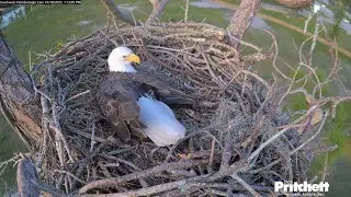 SWFL EAGLE CAM 2025.10.18 At dusk, F23 tested the nest and mated twice.