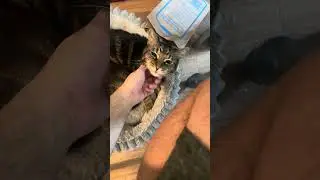 Бобкэт Бисквит в своем издании