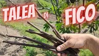 Come si fa una talea di fico portoghese con risultato dell'anno scorso