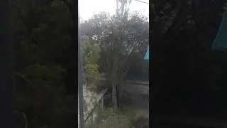Cutting trees without permission at south delhi