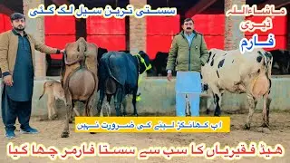 Ma Sha Allah Dairy Farm | Top Class Jersey Cross Cows | Fresian Cholistani Cows | 14 January 2026