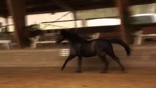 Slow Motion Impressions