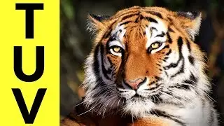 Animals Starting with T & U & V - Learn Animal Words That Start With Letters T, U, and V