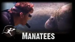 Manatees of Homosassa Springs