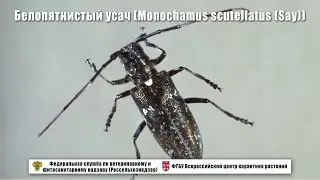 Белопятнистый усач (Monochamus scutellatus (Say))