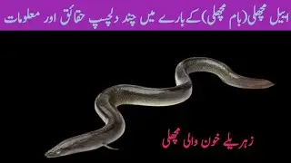 Interesting Facts About Eel Fish| Information And Fact About Eel fish Urdu/Hindi| Eel Fish Facts U/H
