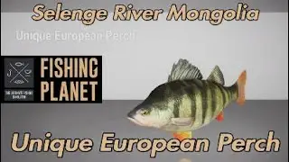 Fishing Planet Уникальный европейский окунь Река Селенга Монголия