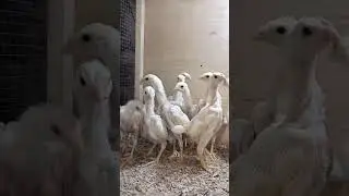 assel paper white heera chicks #paperwhite #murga #petlover animals lover