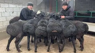 🔥 Bohodir aka Dan 85-90-smli KATTA QO’CHQORLAR KELDI SHOSHOLING
