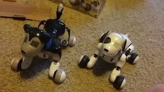 Zoomer Shadow Unboxing