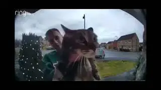 Cat screams into the camera