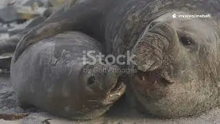 Elephant Seals, Titans of the Deep Sea...!