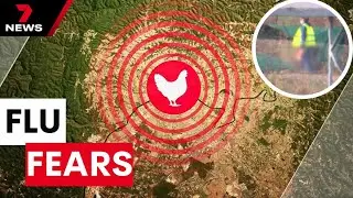 Sydney chook farms remain in lockdown amid bird flu outbreak  | 7 News Australia