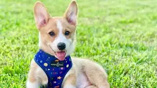 Sparky&rsquo;s Photo Compilation || Sparky Gingy Compilations || Sparky Gingy