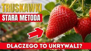 Ten zapomniany wiktoriański nawóz wywołuje ogromny wzrost truskawek