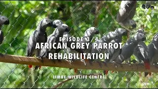 African Grey Parrot Rehabilitation Episode 3 - Limbe Wildlife Centre