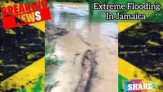 Only 3 Pigs🐖 he Has Left #jamaica #jamaicanews #shorts #floodinginjamaica #king&shay
