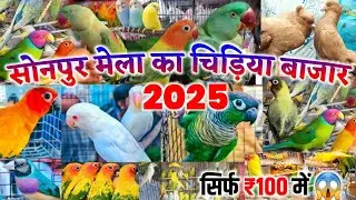 सोनपुर मेला चिड़िया बाजार 2025 | sonpur mela bird market 2025 | sonpur mela chidiya bazar 2025 